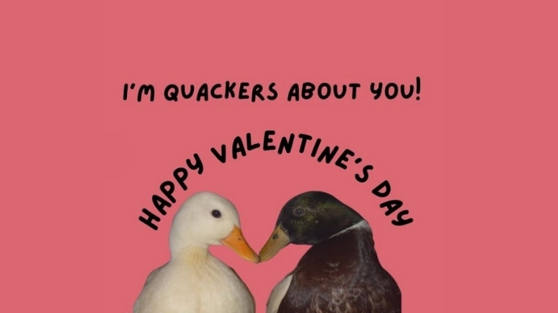 Ảnh chế Valentine hài hước 14