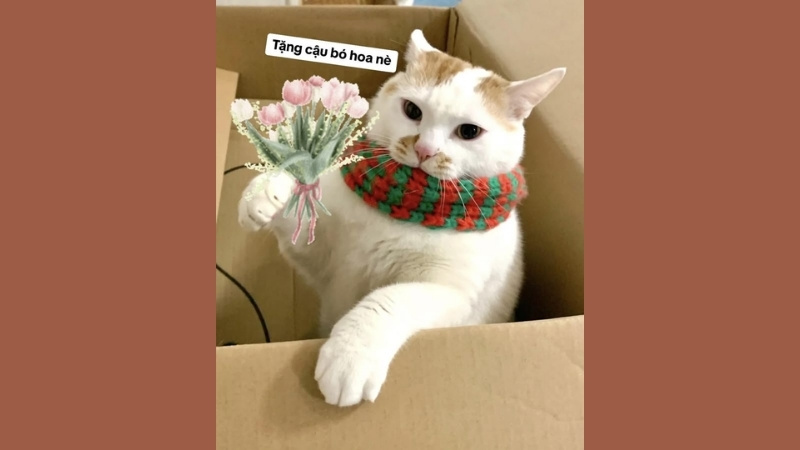 Hình ảnh vui nhộn về việc đòi quà ngày Valentine 2