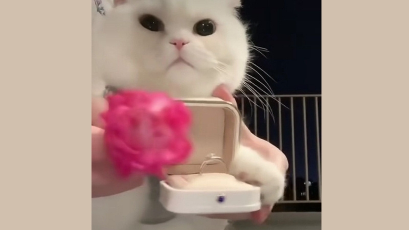 Ảnh chế Valentine hài hước 20