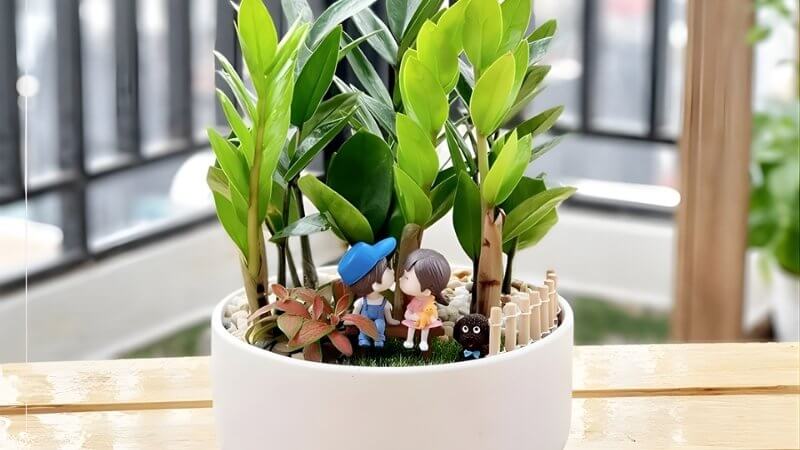 Chậu cây mini phong thủy (kim tiền, phát tài, sen đá)