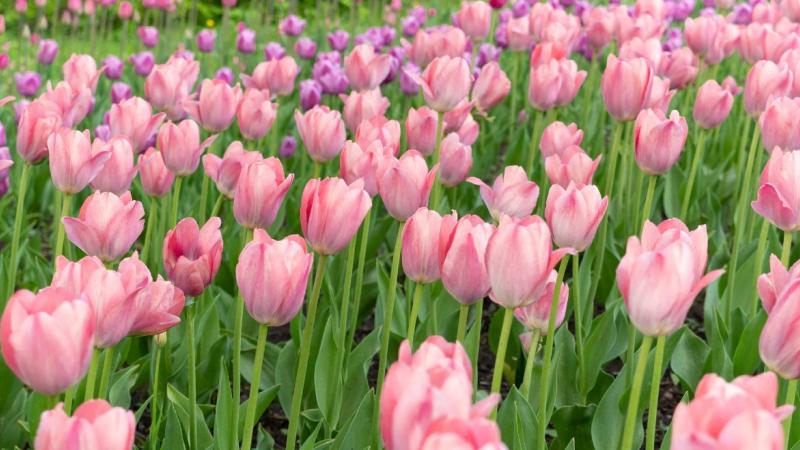 Hoa Tulip - Tình yêu hoàn hảo