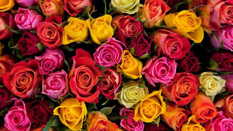 Ý nghĩa màu sắc hoa hồng