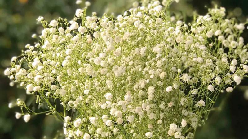 Hoa Baby - Tình yêu tinh khiết