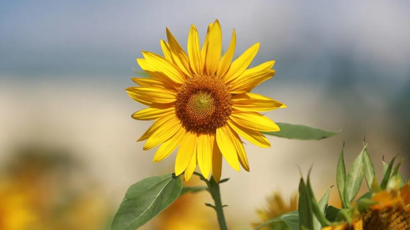 Hoa Hướng Dương - Tình yêu thủy chung