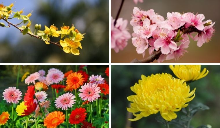 Tuổi Ngọ chưng hoa gì ngày Tết để hút tài lộc, làm ăn phát đạt?