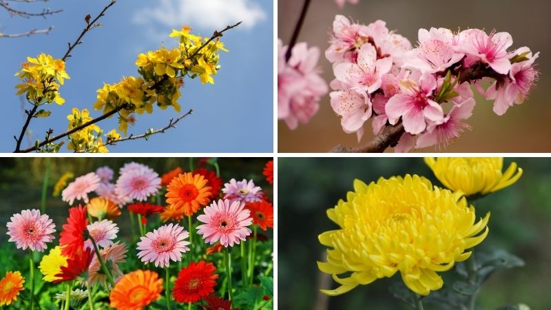 Tuổi Ngọ chưng hoa gì ngày Tết để hút tài lộc? Tuổi Ngọ chưng hoa gì ngày Tết để hút tài lộc?