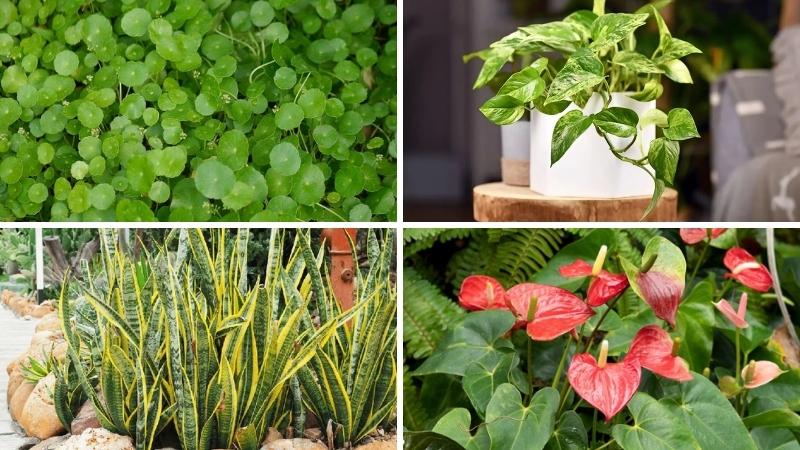 Tuổi Ngọ hợp cây gì? Tuổi Ngọ hợp cây gì?