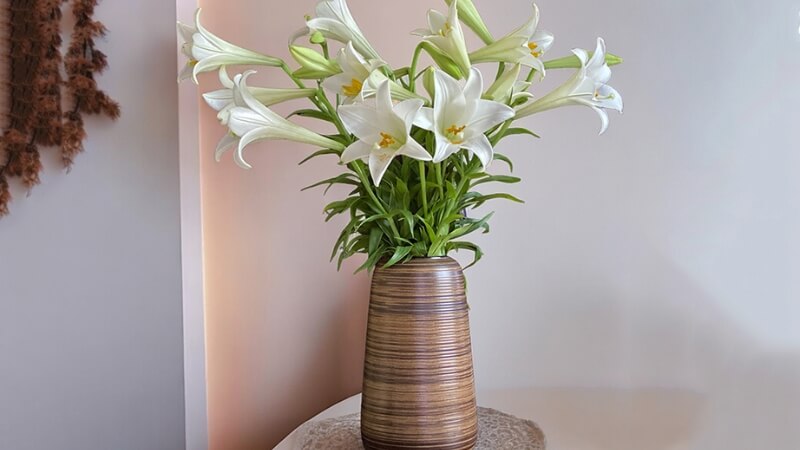 Câu hỏi thường gặp về chăm sóc hoa