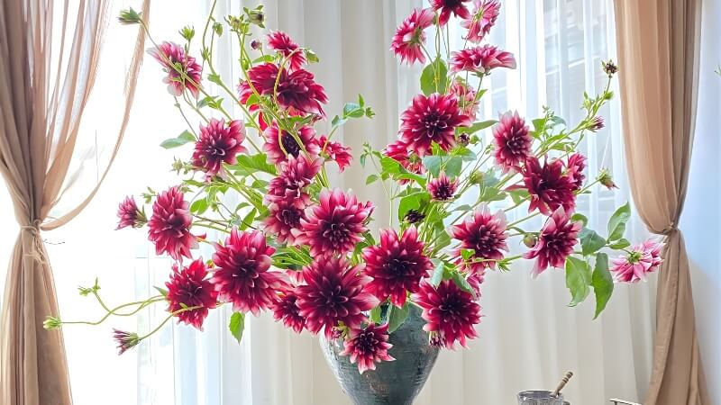 Đối với hoa Cúc và Thược dược