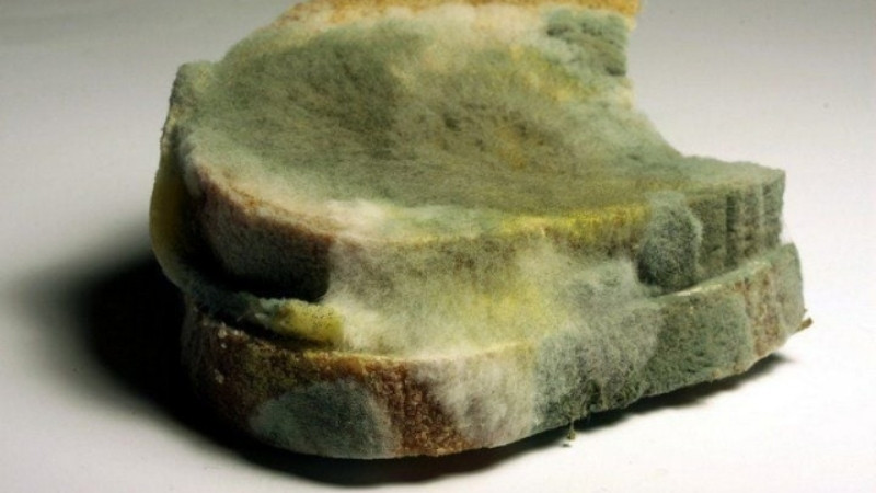 Giò chả bị hư thường đổi màu xanh xám, kết cấu bở rạc và có nấm mốc đen trên lớp lá gói Giò chả bị hư thường đổi màu xanh xám, kết cấu bở rạc và có nấm mốc đen trên lớp lá gói