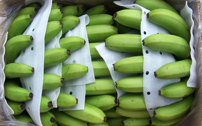 Hạn chế ethylene giúp chuối chậm chín, ít thâm vỏ Hạn chế ethylene giúp chuối chậm chín, ít thâm vỏ