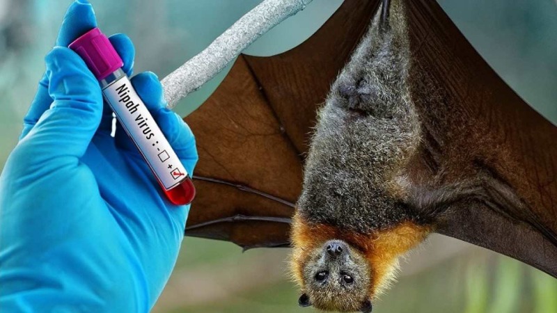 Virus Nipah là gì?