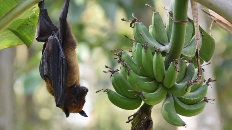 Virus Nipah lây qua đường nào?