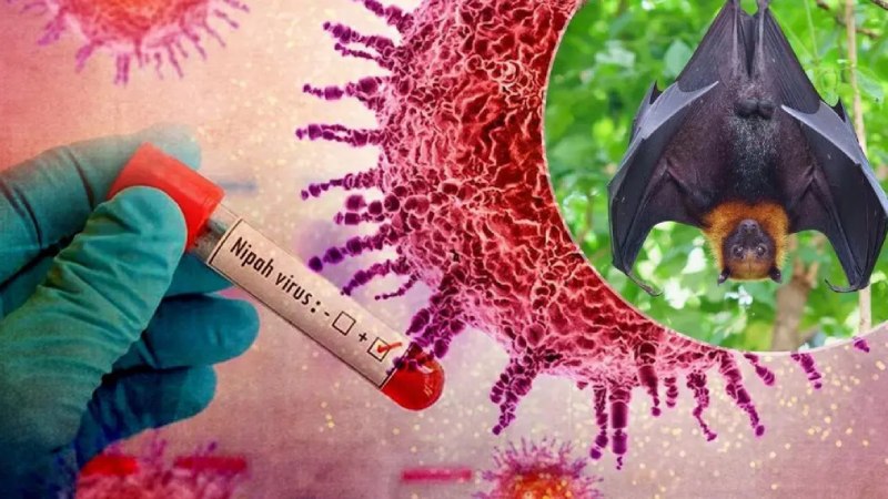 Câu hỏi thường gặp về virus Nipah