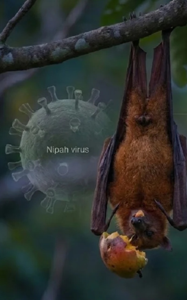 Virus Nipah là gì? Dấu hiệu, mức độ nguy hiểm và cách phòng ngừa