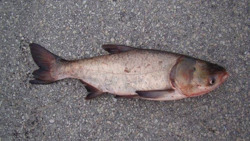 Cá mè - Rắc rối và "mè nheo" Cá mè - Rắc rối và "mè nheo"