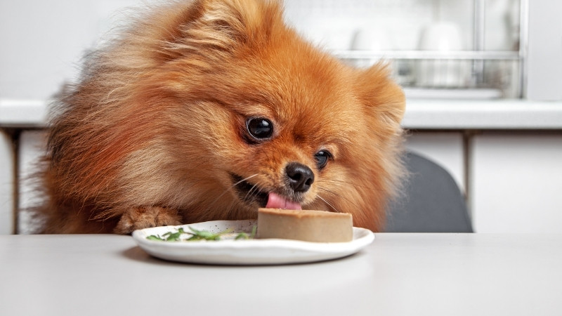 Bạn hãy cho bé ăn thịt thăn luộc không gia vị, rau củ hấp hoặc pate dành riêng cho thú cưng