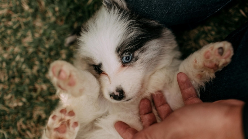 Theo dõi sát sao các biểu hiện của thú cưng