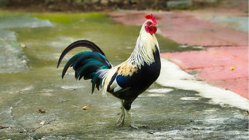 Năm 2026 là cơ hội vàng để xây nhà cho tuổi Quý Dậu