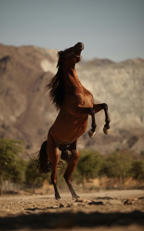 2026 tuổi nào hợp xây nhà? Bảng tra cứu tuổi đẹp năm Bính Ngọ
