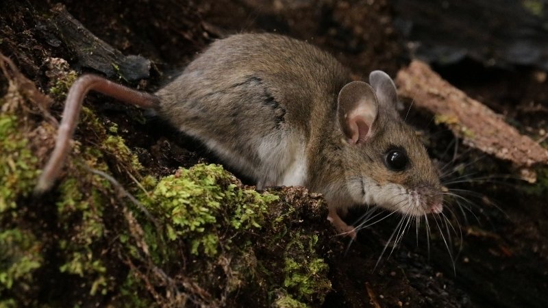 Tuổi Giáp Tý chín về sự nghiệp và tài chính