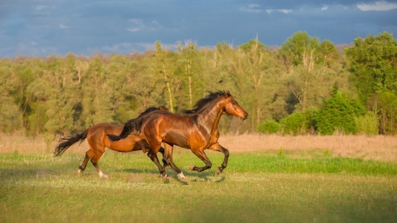 Bính Ngọ là độ tuổi rất đẹp để xây nhà