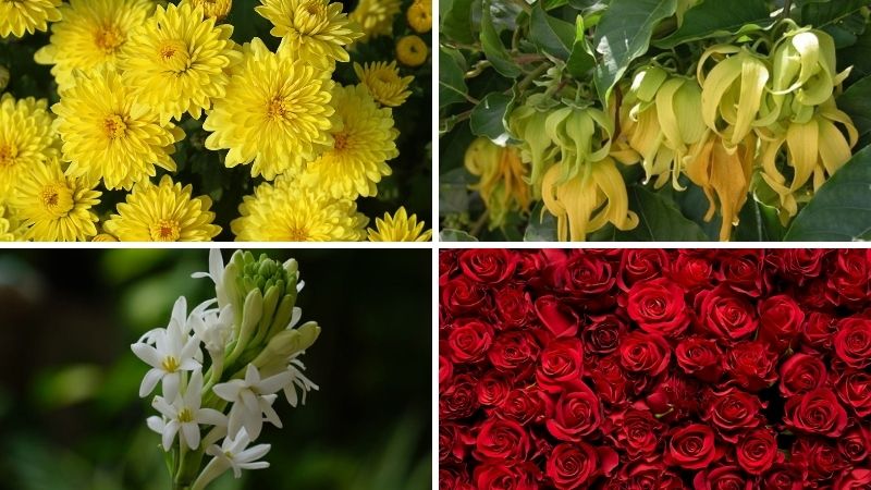 Các loại hoa cúng Rằm tháng Giêng phổ biến Các loại hoa cúng Rằm tháng Giêng phổ biến