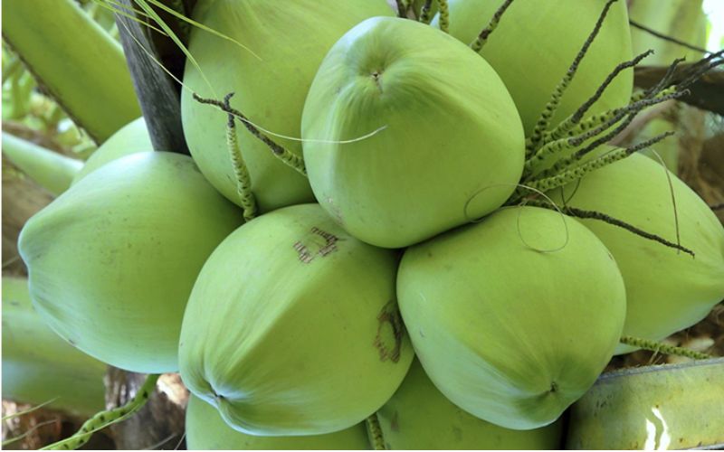 Trái dừa thể hiện mong muốn cuộc sống đủ đầy, ổn định và tròn vẹn
