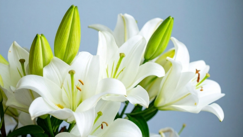 Dân gian thường e ngại cúng hoa ly ngày Rằm vì tên hoa gợi đến sự chia ly, ly tán