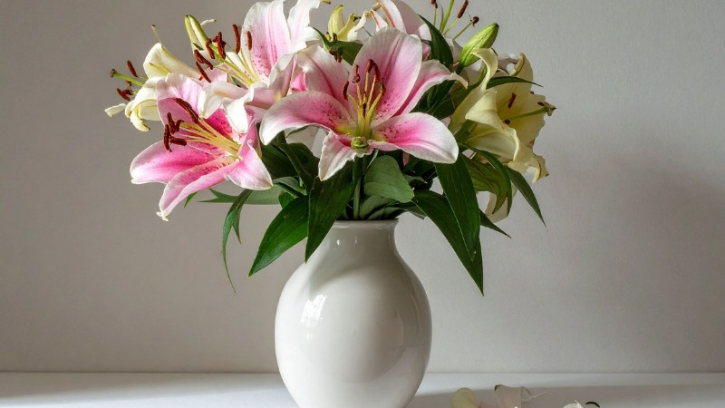 Hoa ly là loài hoa ôn đới thân thảo, nổi bật với vẻ đẹp kiêu sa và hương thơm nồng nàn