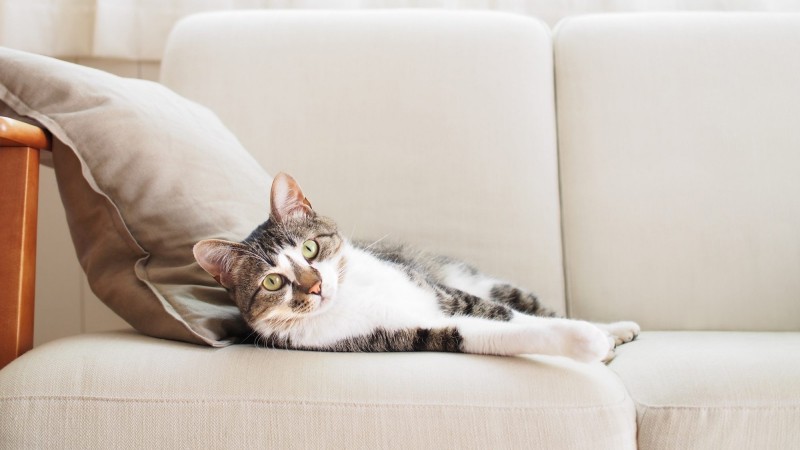 Tại sao lông thú cưng lại bám chặt vào ghế?