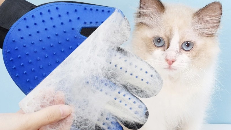 Găng tay chải lông chuyên dụng