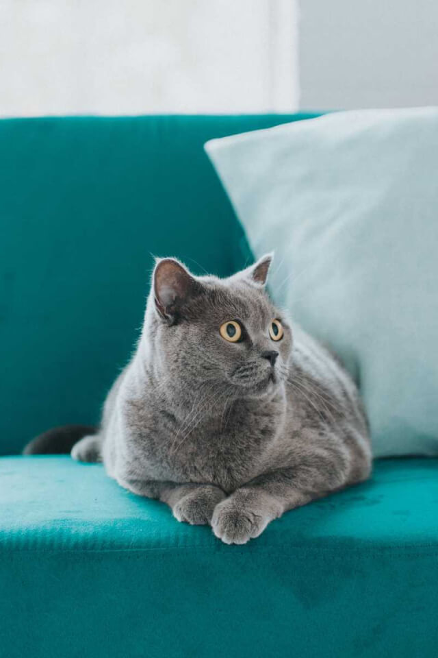 12 Cách làm sạch lông thú cưng trên ghế sofa hiệu quả nhất