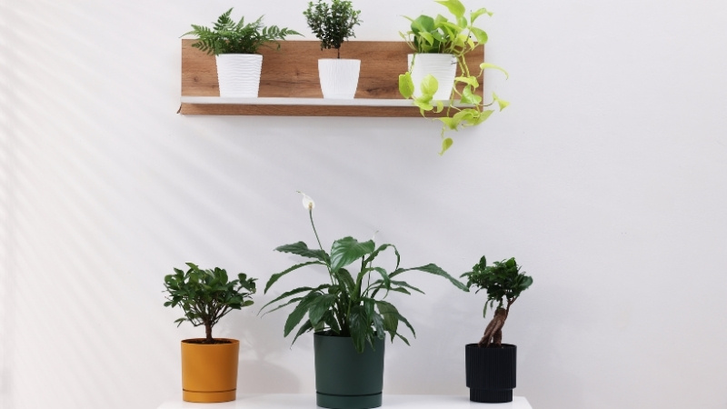 Cây cảnh hoặc chậu hoa để bàn Cây cảnh hoặc chậu hoa để bàn