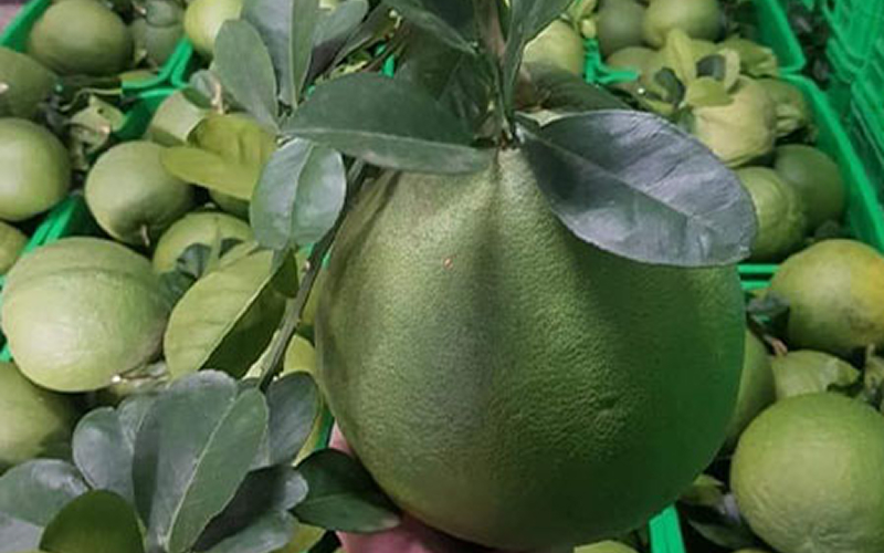 Cuống và lá: Yếu tố quyết định sinh khí