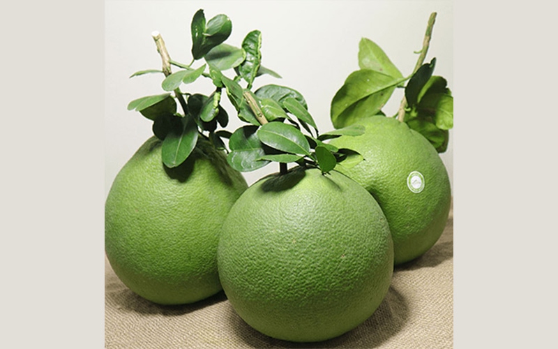 Hình dáng: Tròn đều, đế vững chãi