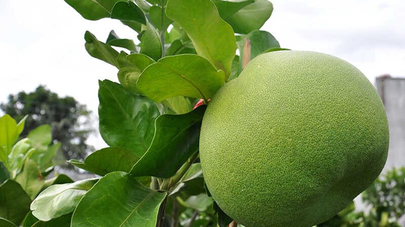 Về vỏ và gai bưởi