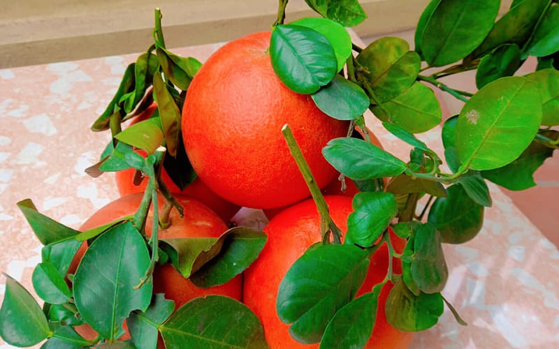 4 tiêu chí vàng trong cách chọn bưởi cúng đẹp