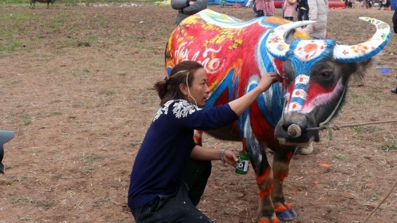 Phần hội náo nhiệt với đấu vật, kéo co và hội thi vẽ trang trí trâu đầy độc đáo