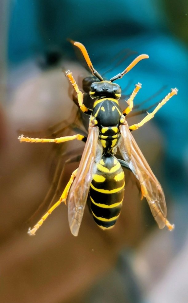 Ong đốt bôi gì? Cách xử lí và phòng tránh khi bị ong đốt