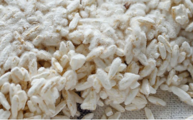 Nấm Koji đóng vai trò chuyển hóa tinh bột thành đường, tạo nền tảng cho quá trình lên men