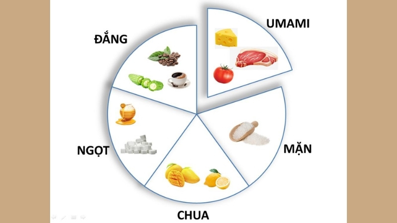Umami mang vị ngọt thịt đậm đà và hậu vị kéo dài, khác biệt hoàn toàn với 4 vị cơ bản