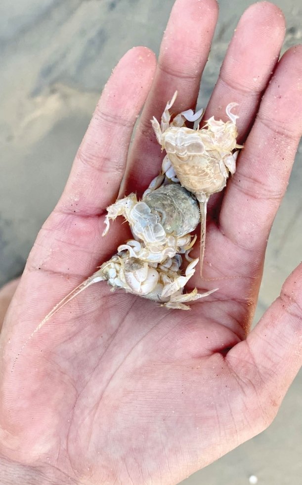 Cua rù rì là cua gì? Bất ngờ với đặc sản "tiểu huỳnh đế" đắt đỏ biển Sa Huỳnh