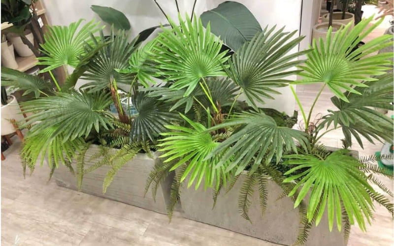 Cây cọ cảnh trang trí nội thất, hỗ trợ lọc bụi không khí.