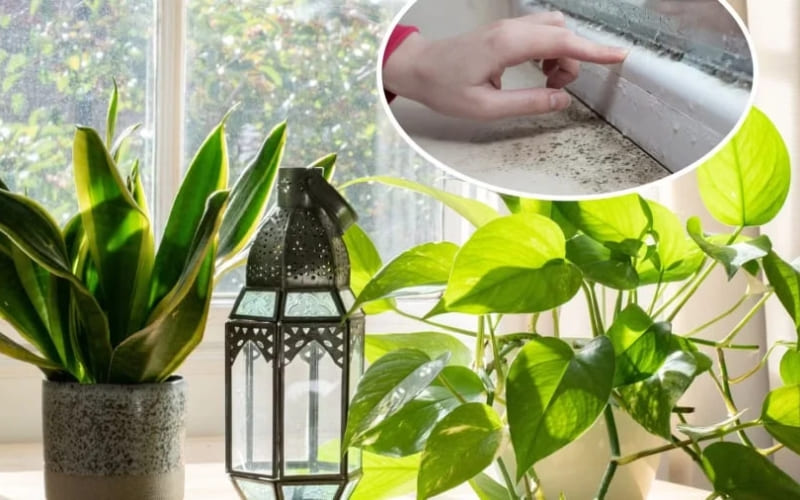 Cây xanh giúp cân bằng độ ẩm hiệu quả.