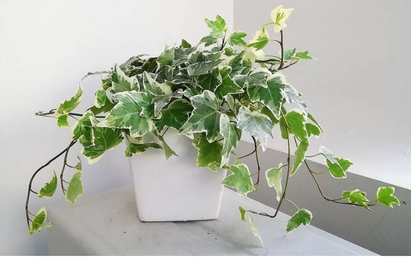 Thường Xuân hạn chế nấm mốc trong nhà.