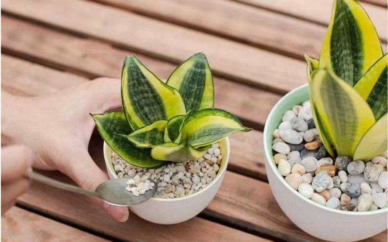 Lưỡi Hổ dễ chăm sóc, chịu ẩm tốt.