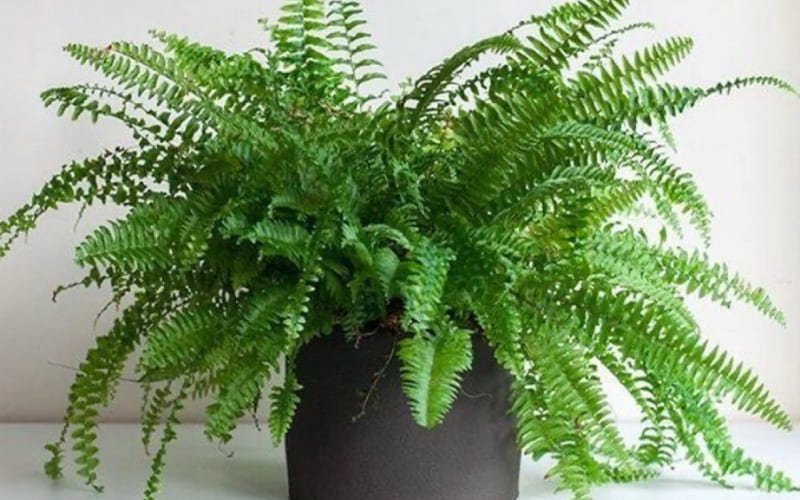 Cây dương xỉ xanh tốt giúp thanh lọc không khí hiệu quả.