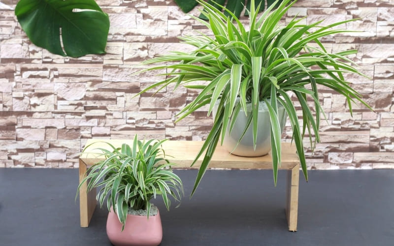 Cây dây nhện dễ trồng, hấp thụ khí độc trong nhà.