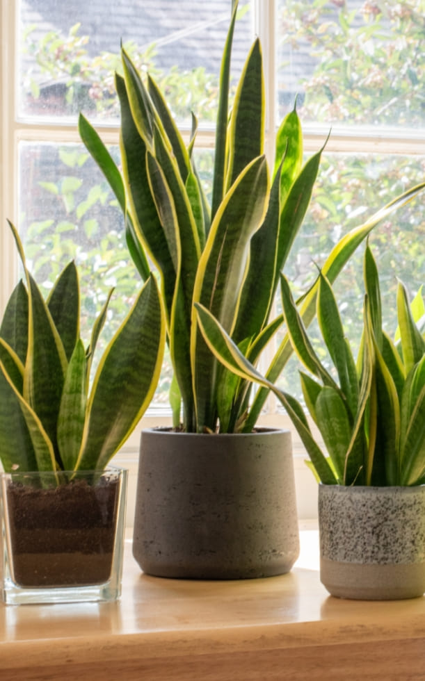 Top 7 cây cảnh hút ẩm tốt nhất: "Khắc tinh" của mùa nồm ẩm, nấm mốc